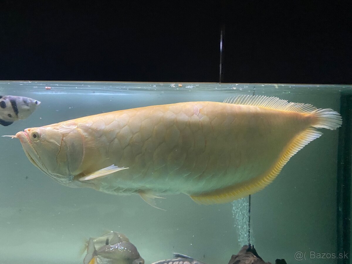 Arowana albín - 3