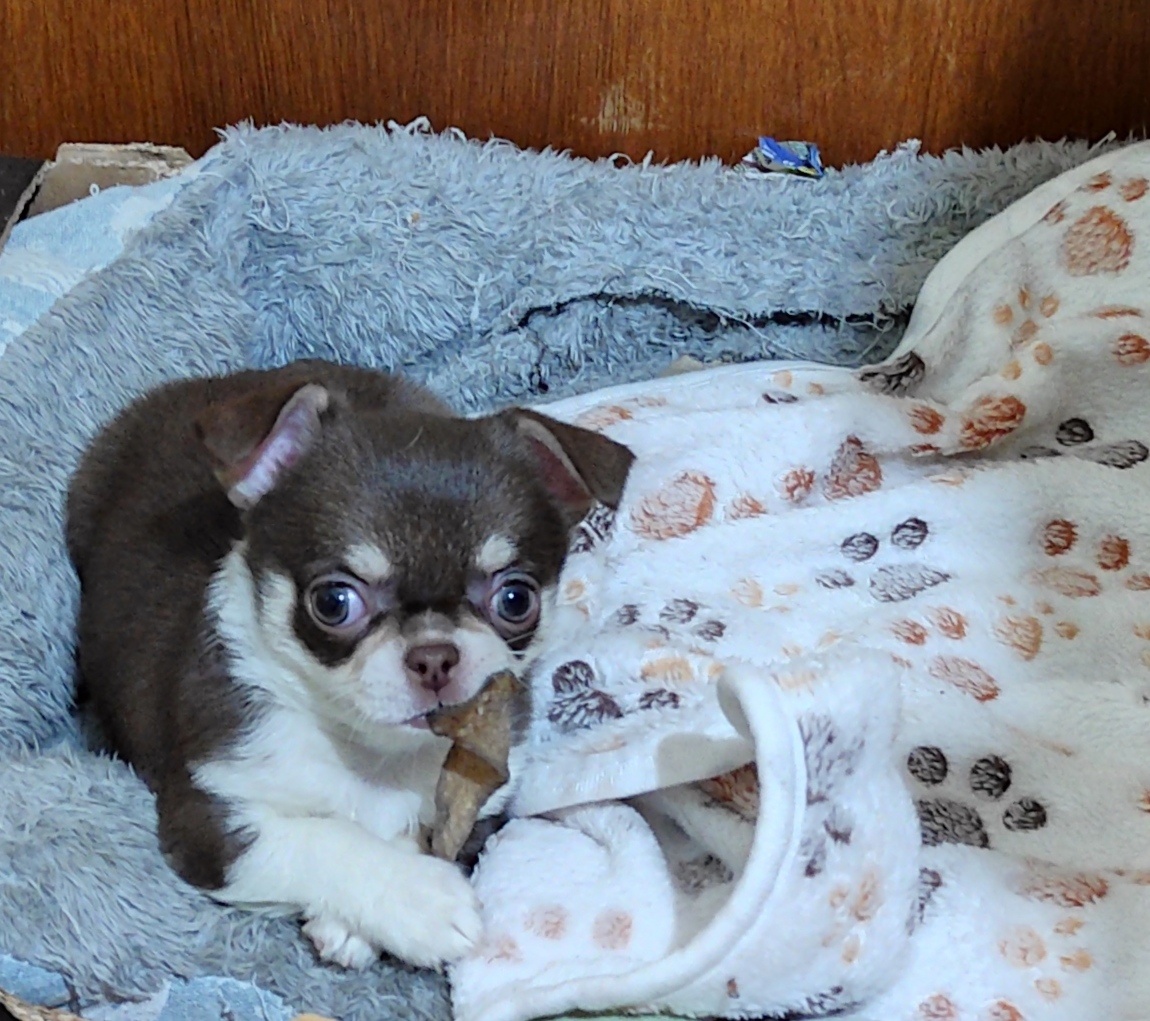 Čivava krátkosrsta. - 3