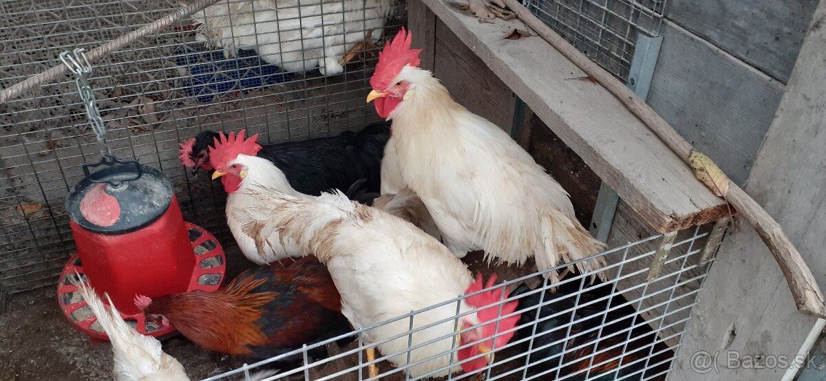Kohúti-Leghorn - 3