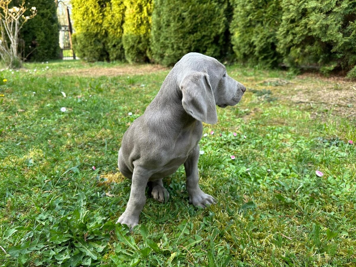 Weimarský stavač - 3