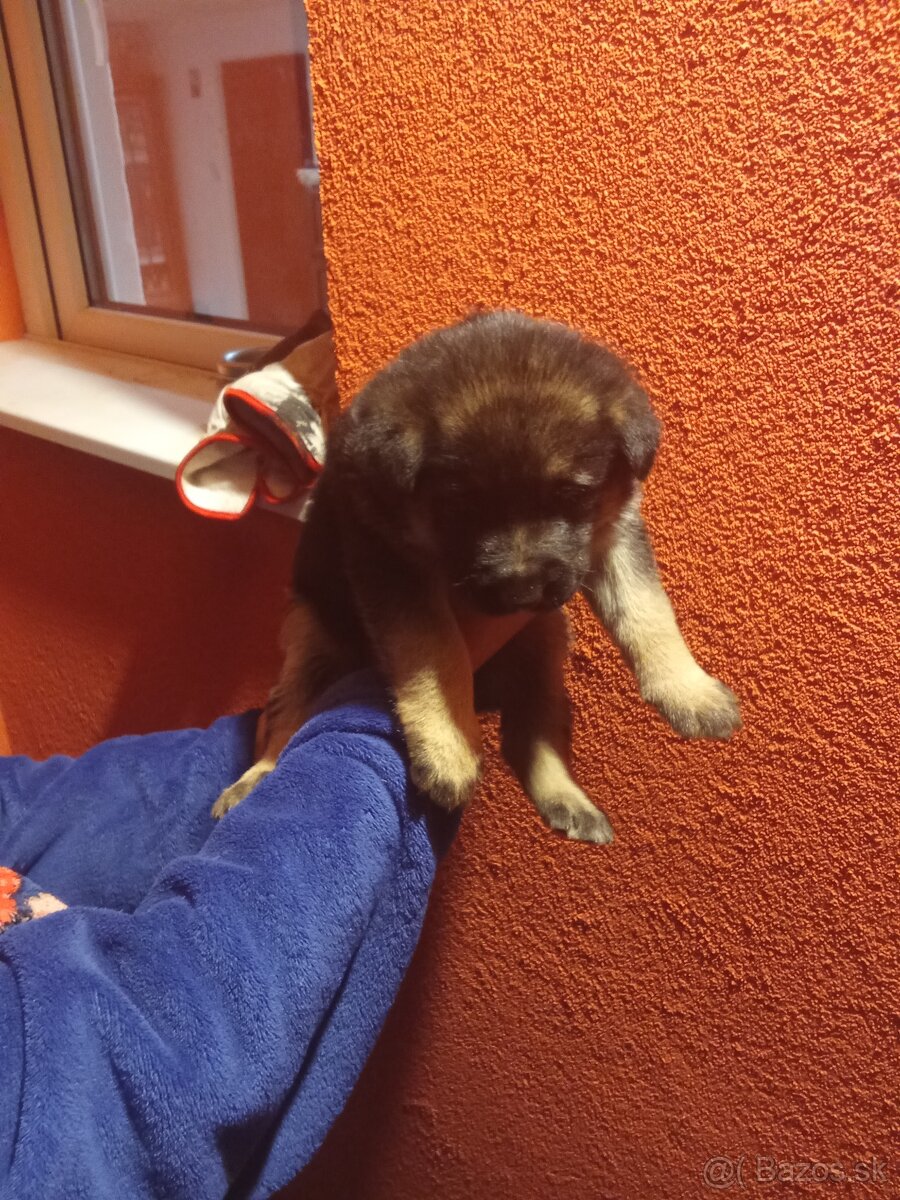 Nemecký ovčiak - 3