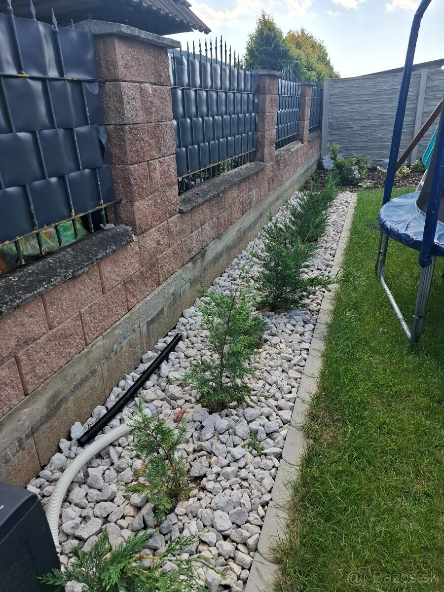 Cyprusovec leylandsky 2001, zivy plot - 3