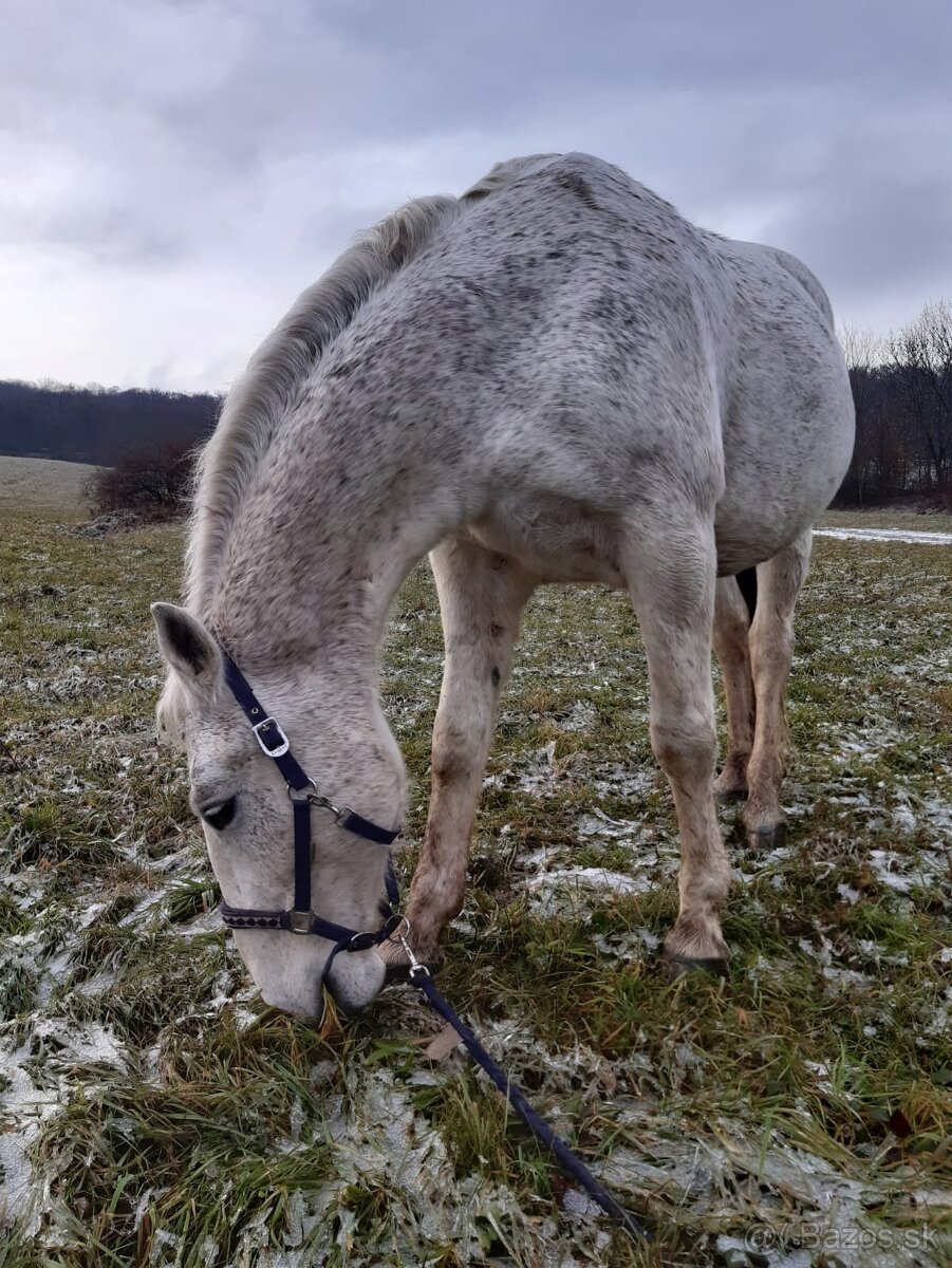 Prenájom valacha - 3