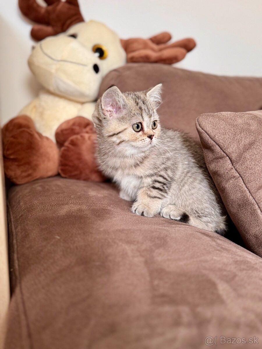 Škótska klapouchá mačka, scottish fold,straight s PP - 3