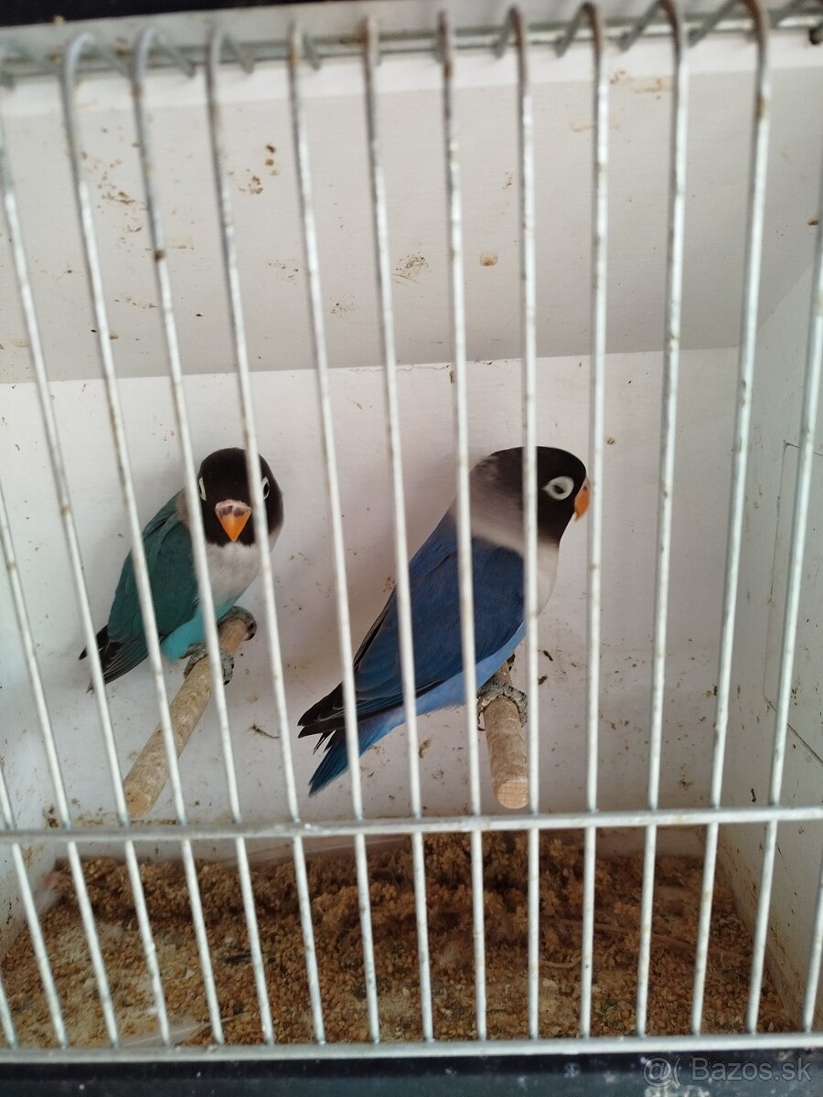 NOFEMA, ROZELA a AGAPORNISI - 3