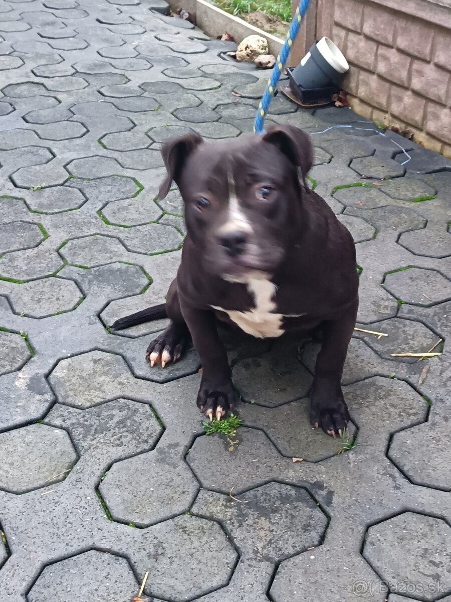 J&K bullys "ponúkame na predaj American bully XL - 3
