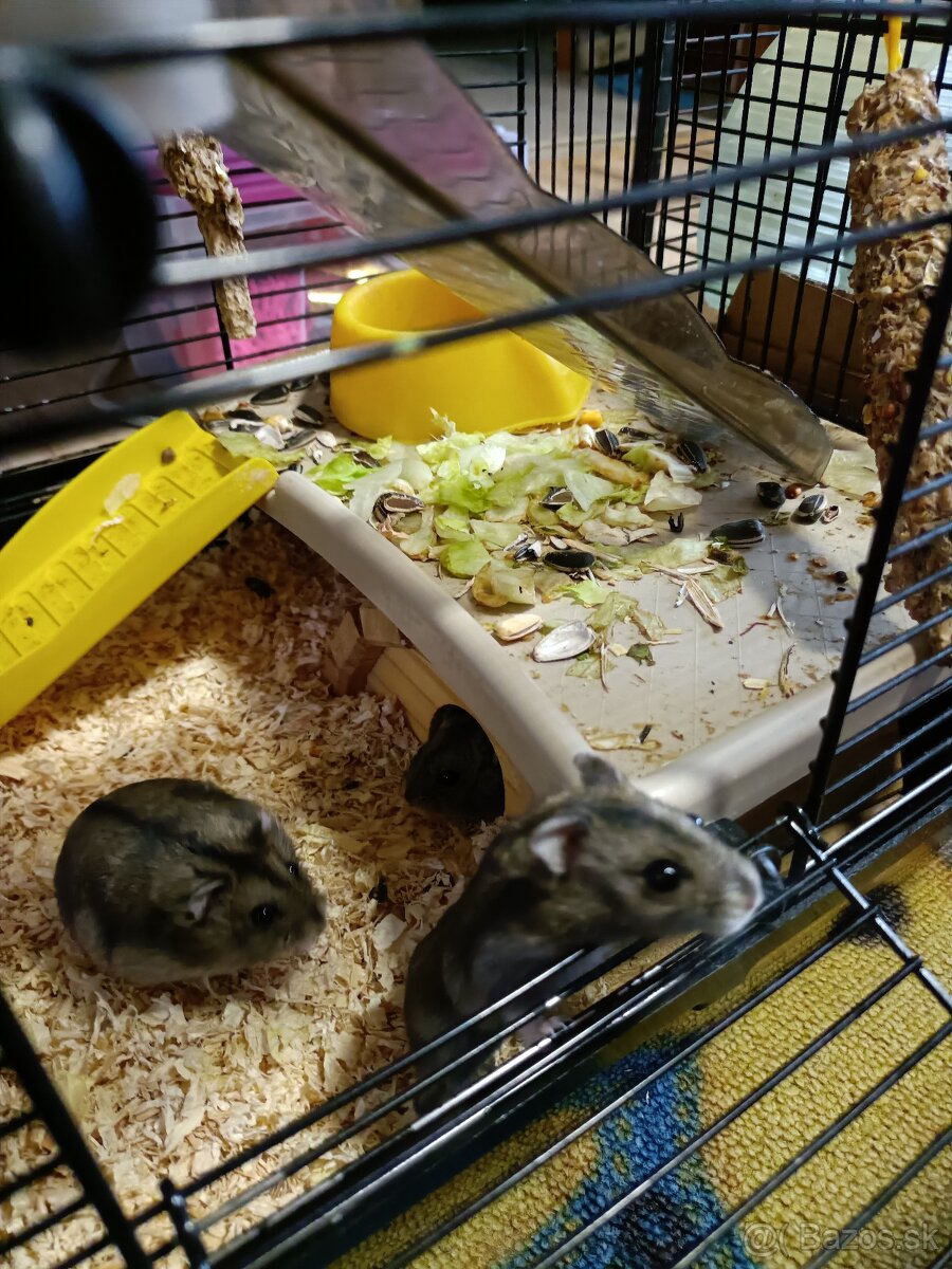 Džungársky škrečok - 3