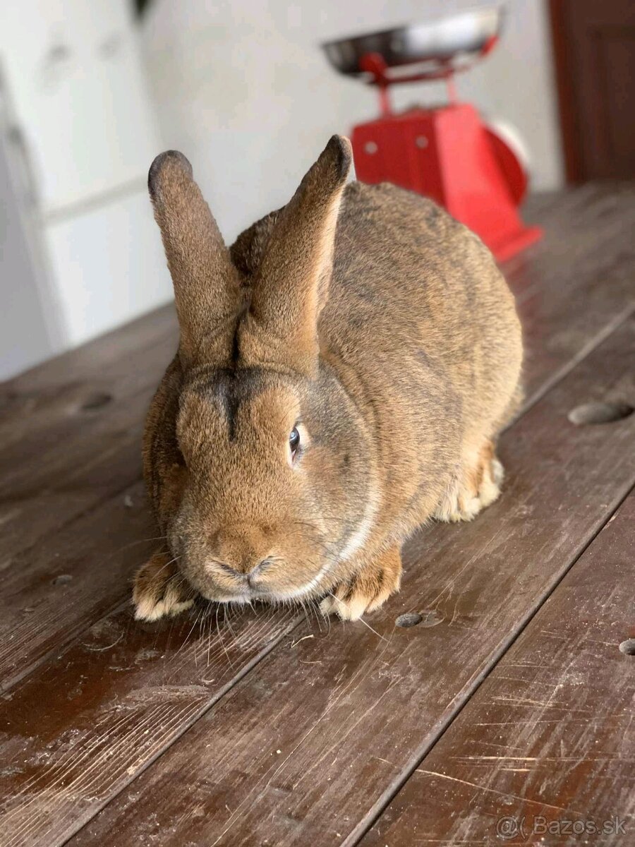 Burgundský králik - 3