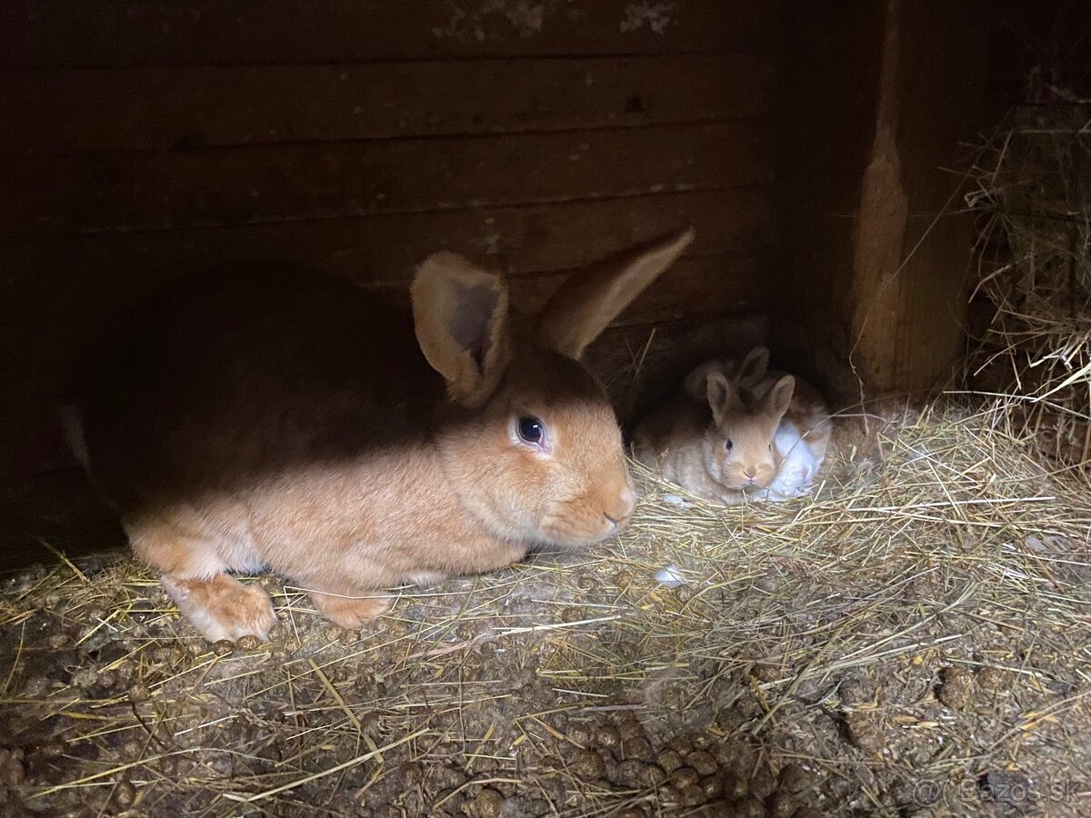 Samicka mix s tromi zajacikmi - 3