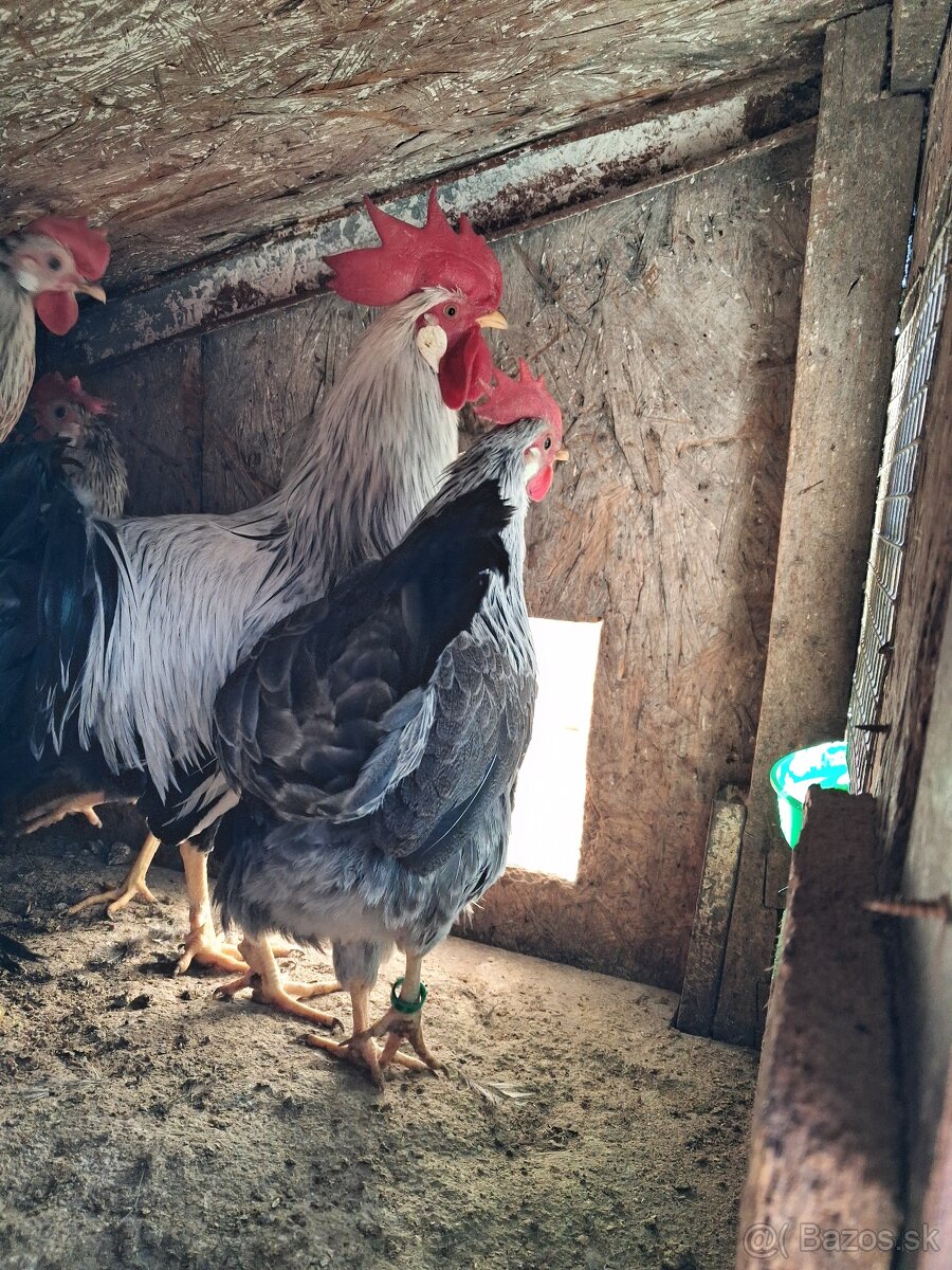 Vlaška Striebrokrka - 3