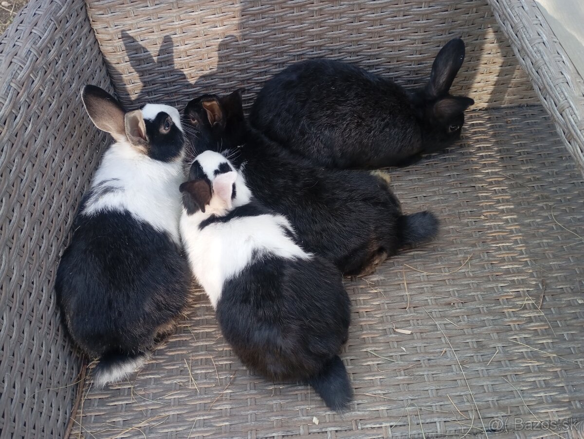 Holandský zakrslik - 3