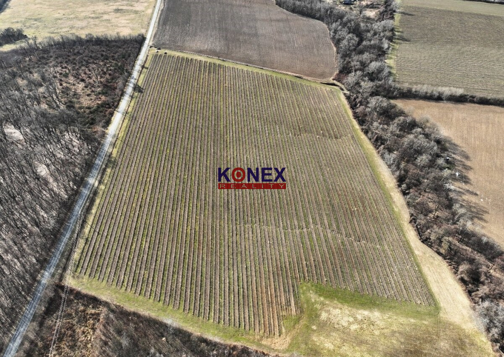 Na predaj krásny vinohrad s rozlohou 25 ha - Sobrance-okolie - 3