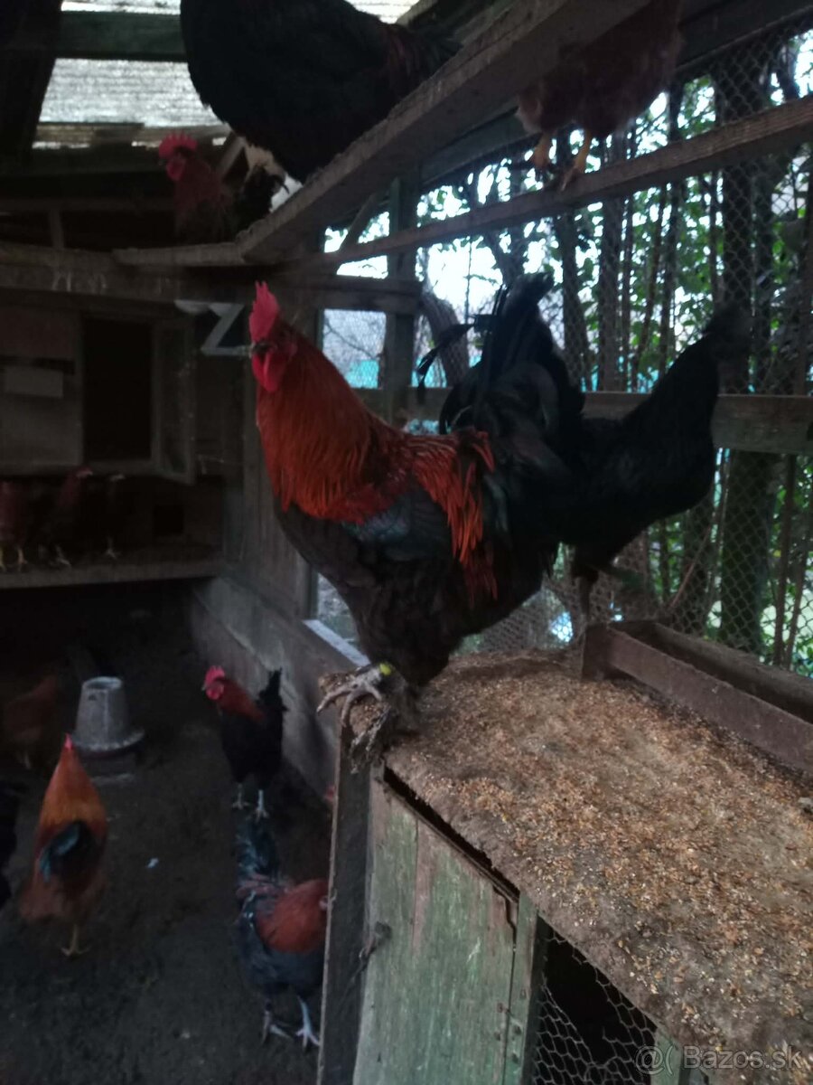 Predám kohútovvv - 3