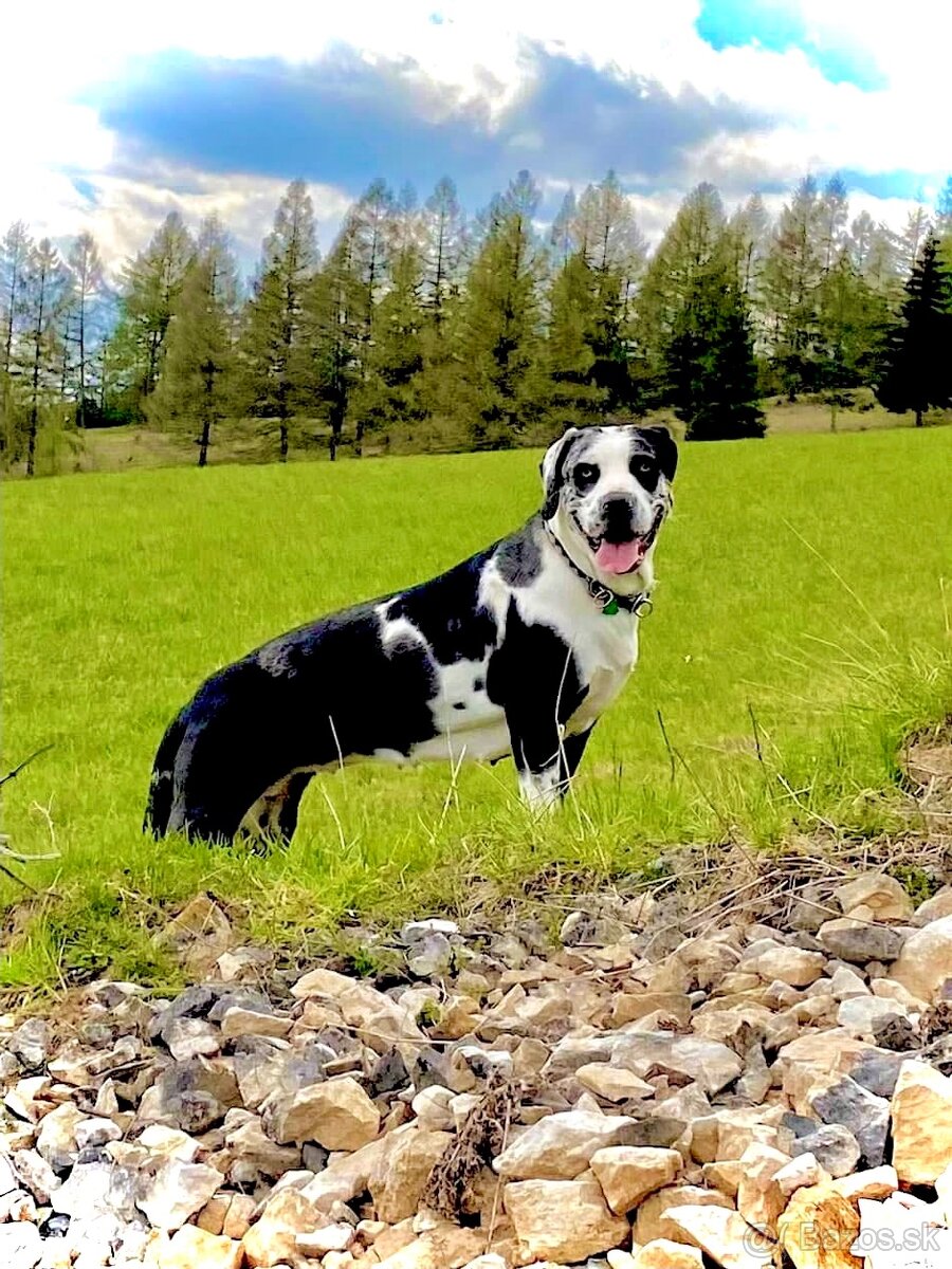 Louisianský leopardi pes - šteniatka s PP - 3