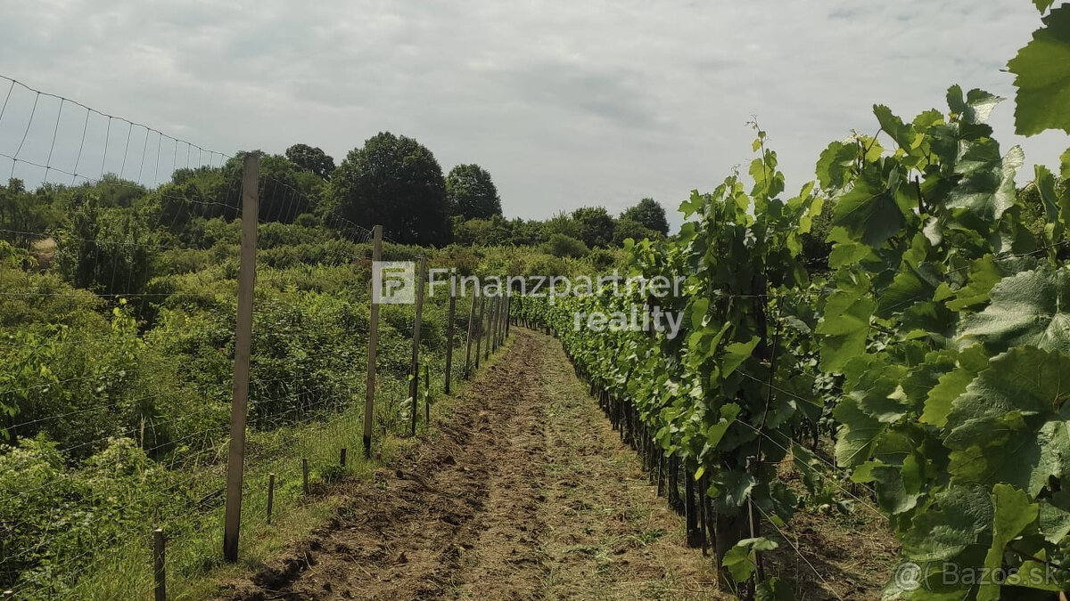 REZERVOVANÉ - Vinohrad 1862 m², v meste Pezinok + 3D - 3