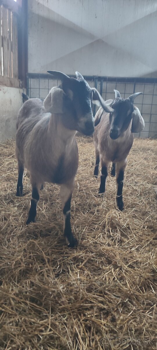 10 mesačne kozy - 3