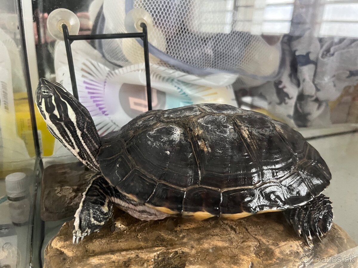 Vodná korytnačka - 3