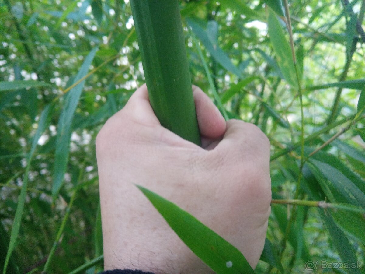 predam bambus - 3