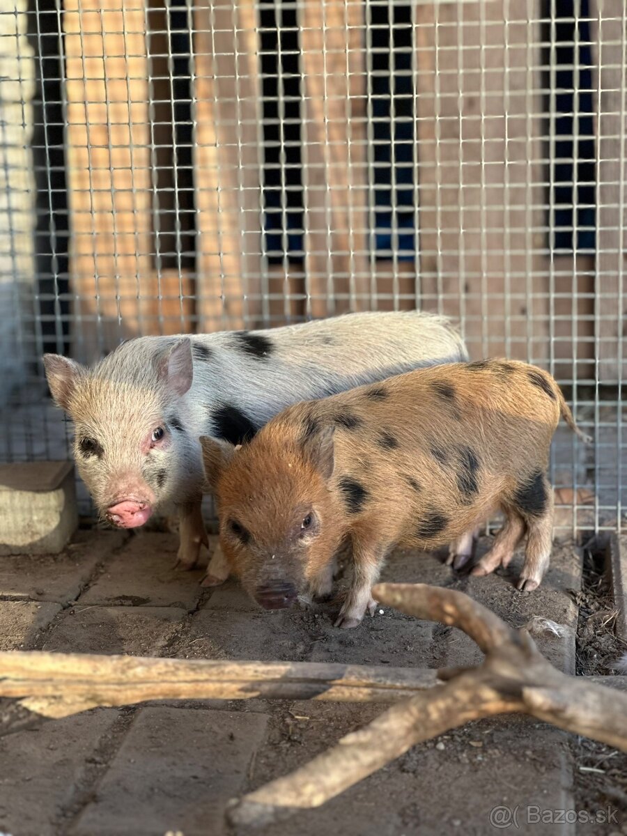 Mini prasiatko - 3