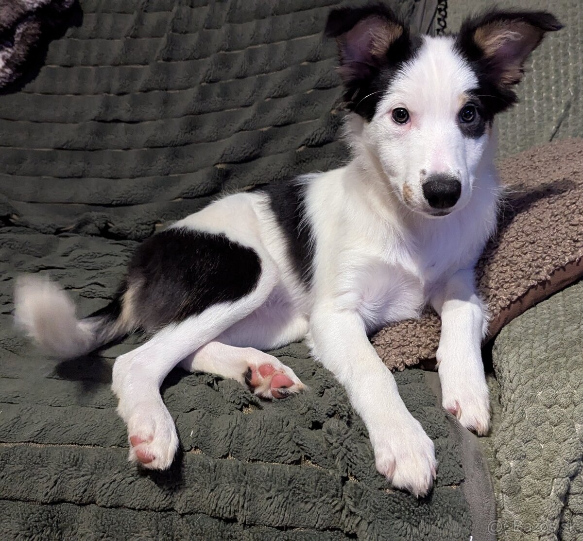 Border kolia tricolor - 3