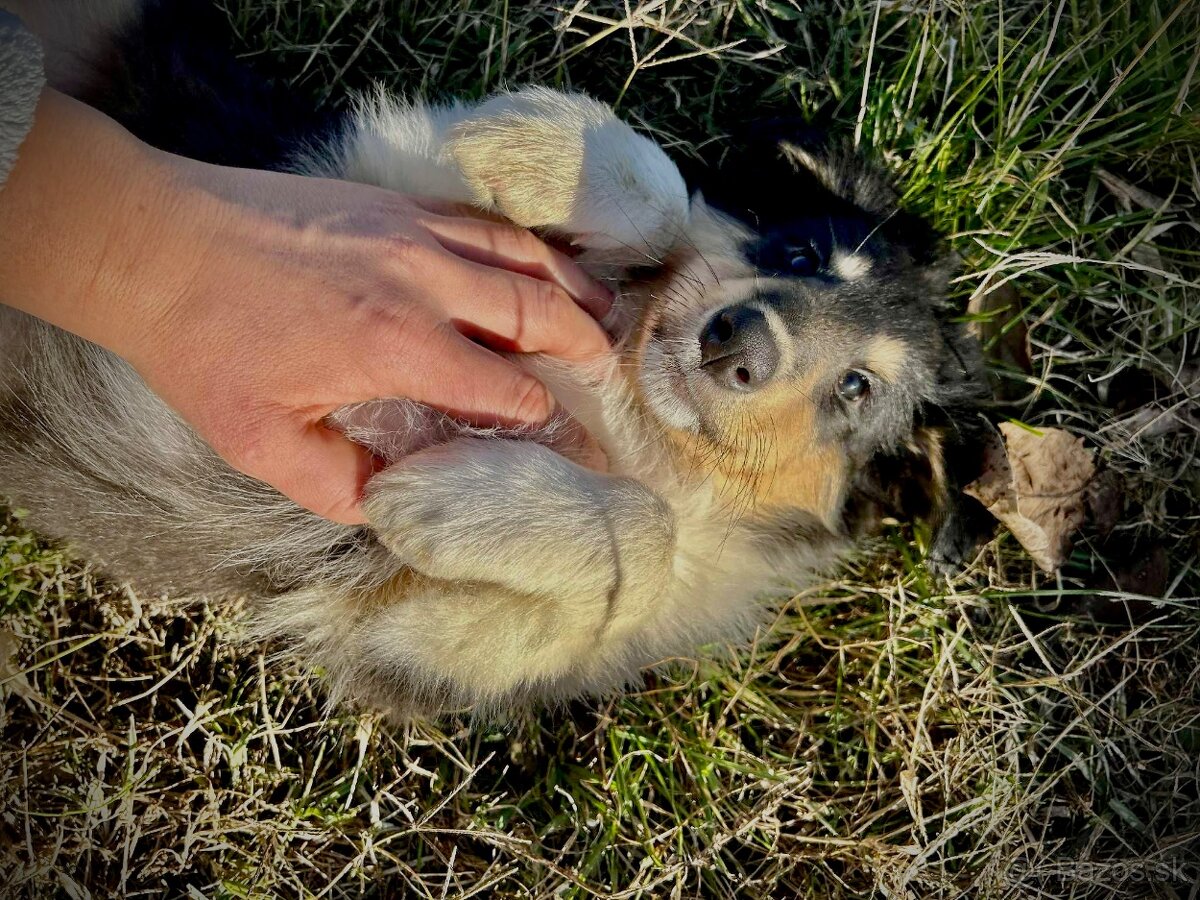 dlhosrstá kólia - 3