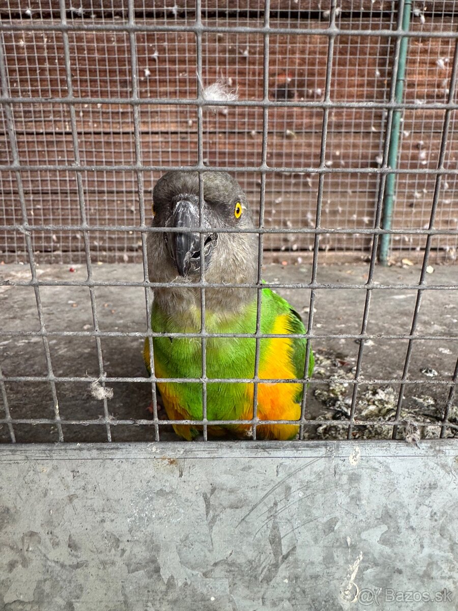Papagáj senegálsky 1,1 - 3