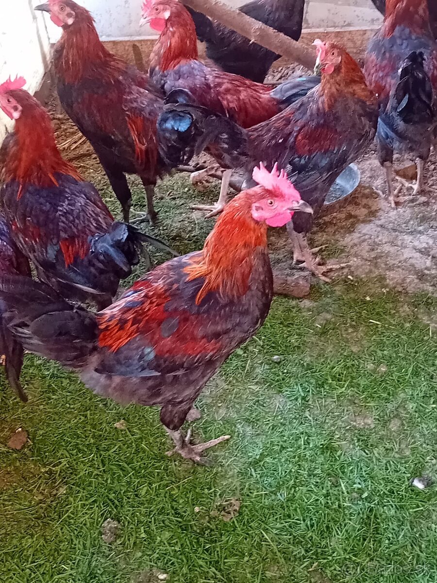 Predám kohútov - 3