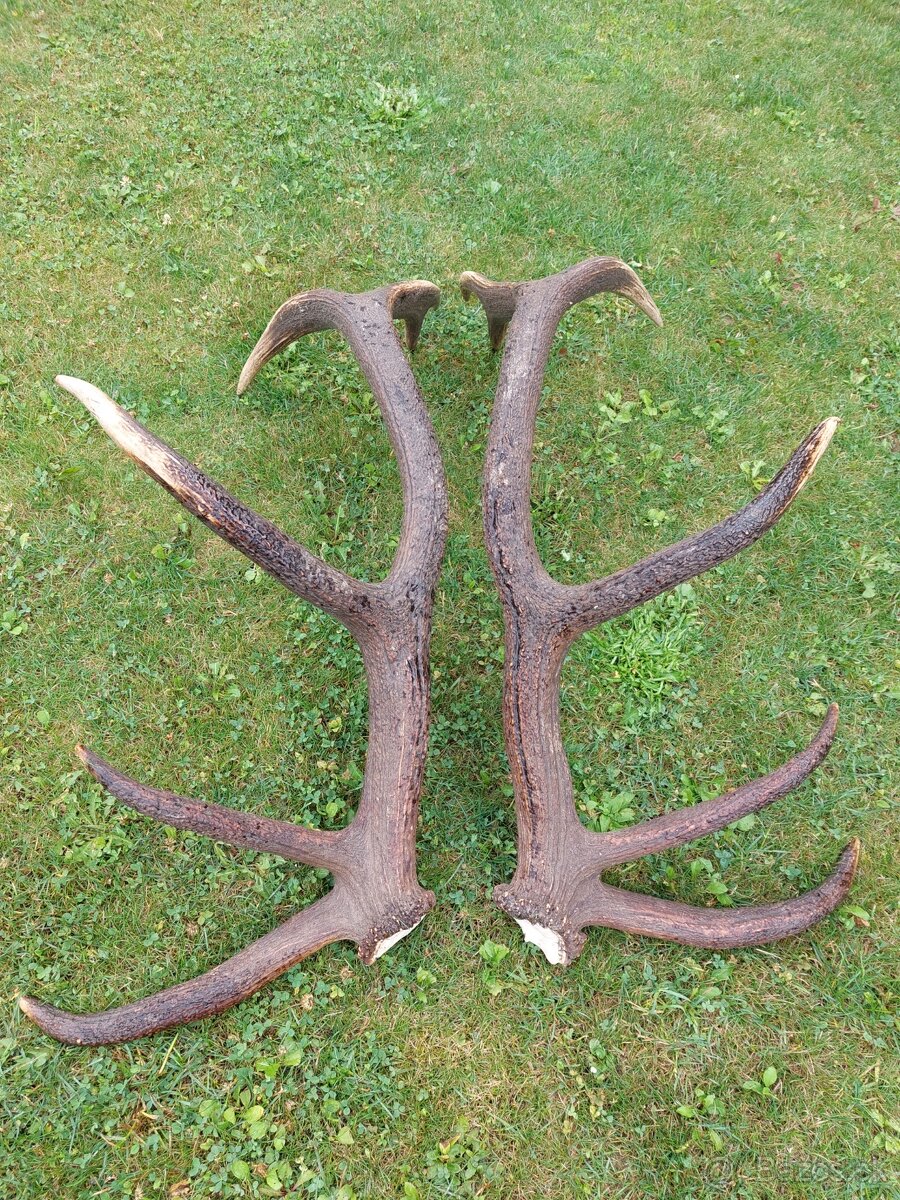 Trofej trofeje paroh parohy parozie zhody - 3