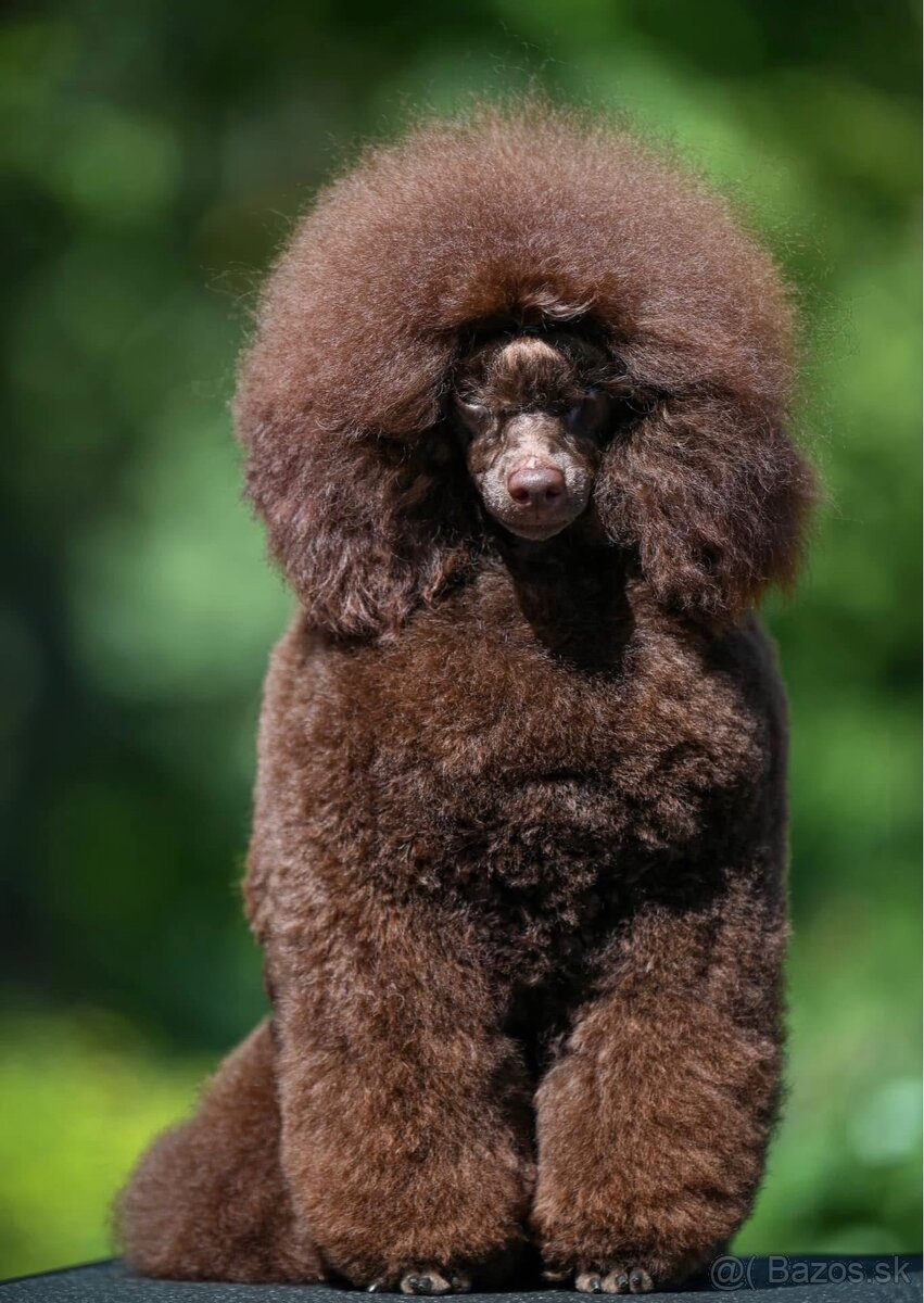 čokoládový chlapček toy pudel - 3