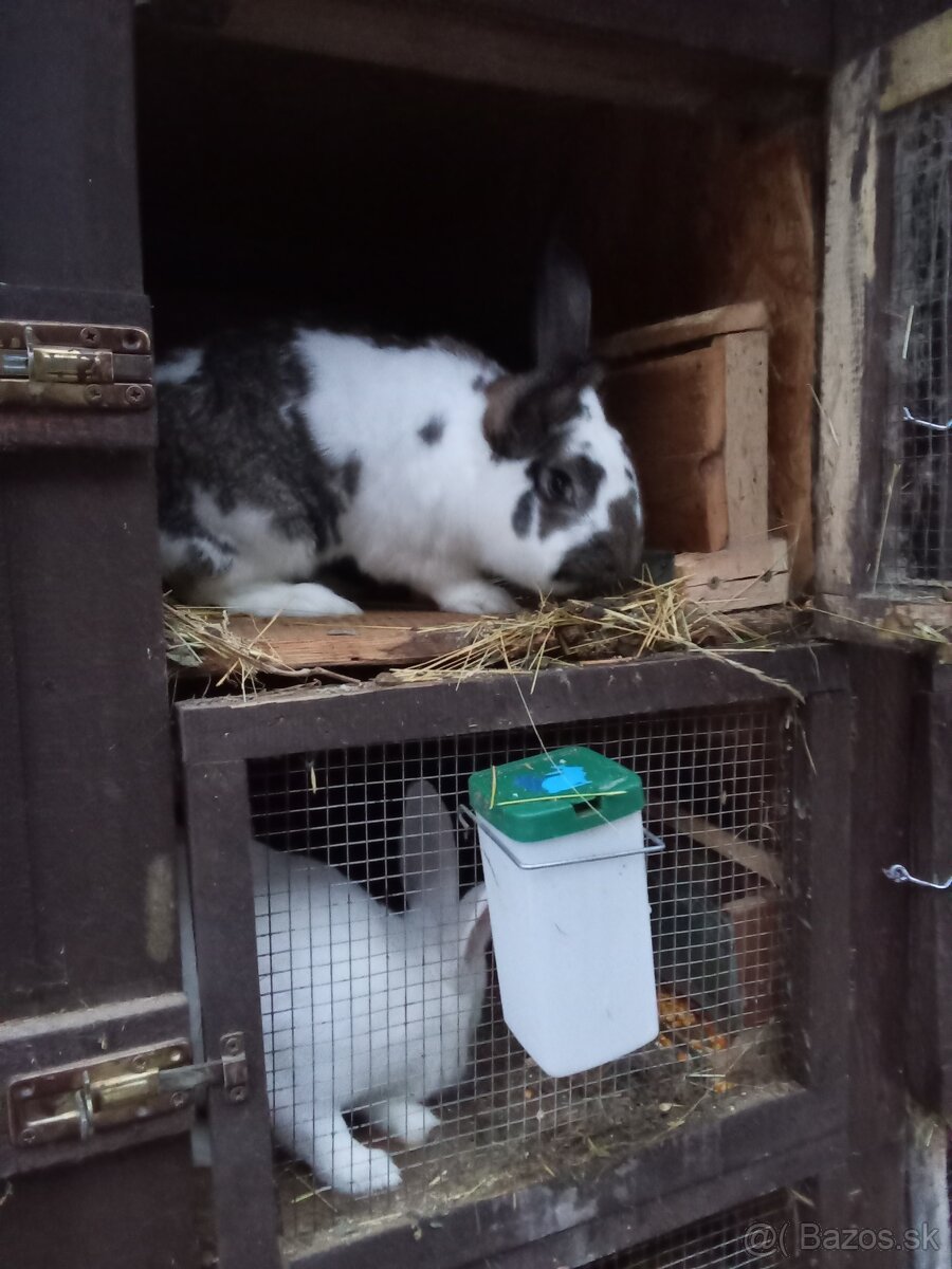 Predám Samca Zajaca - 3