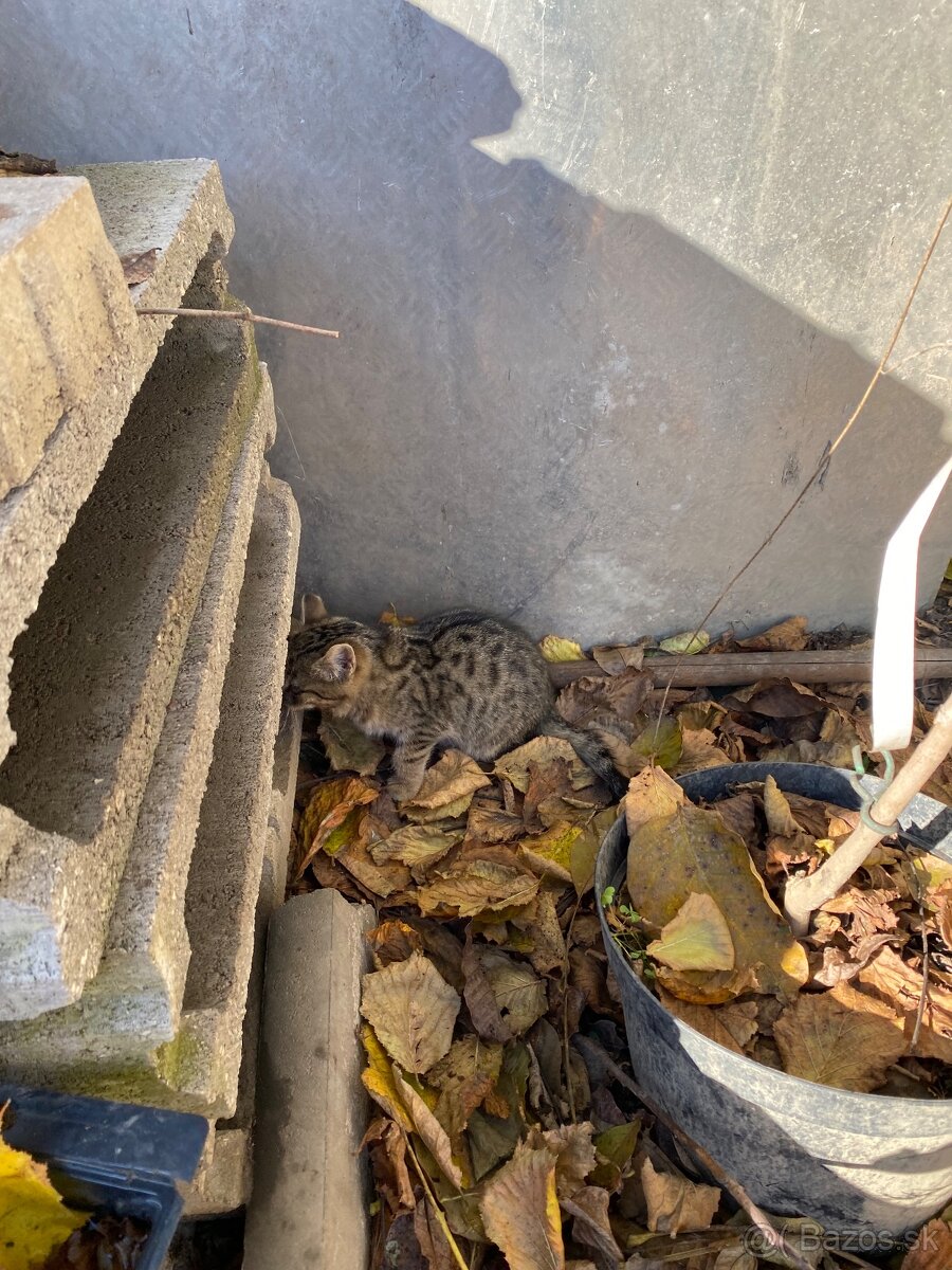 Darujem mačiatko - 3