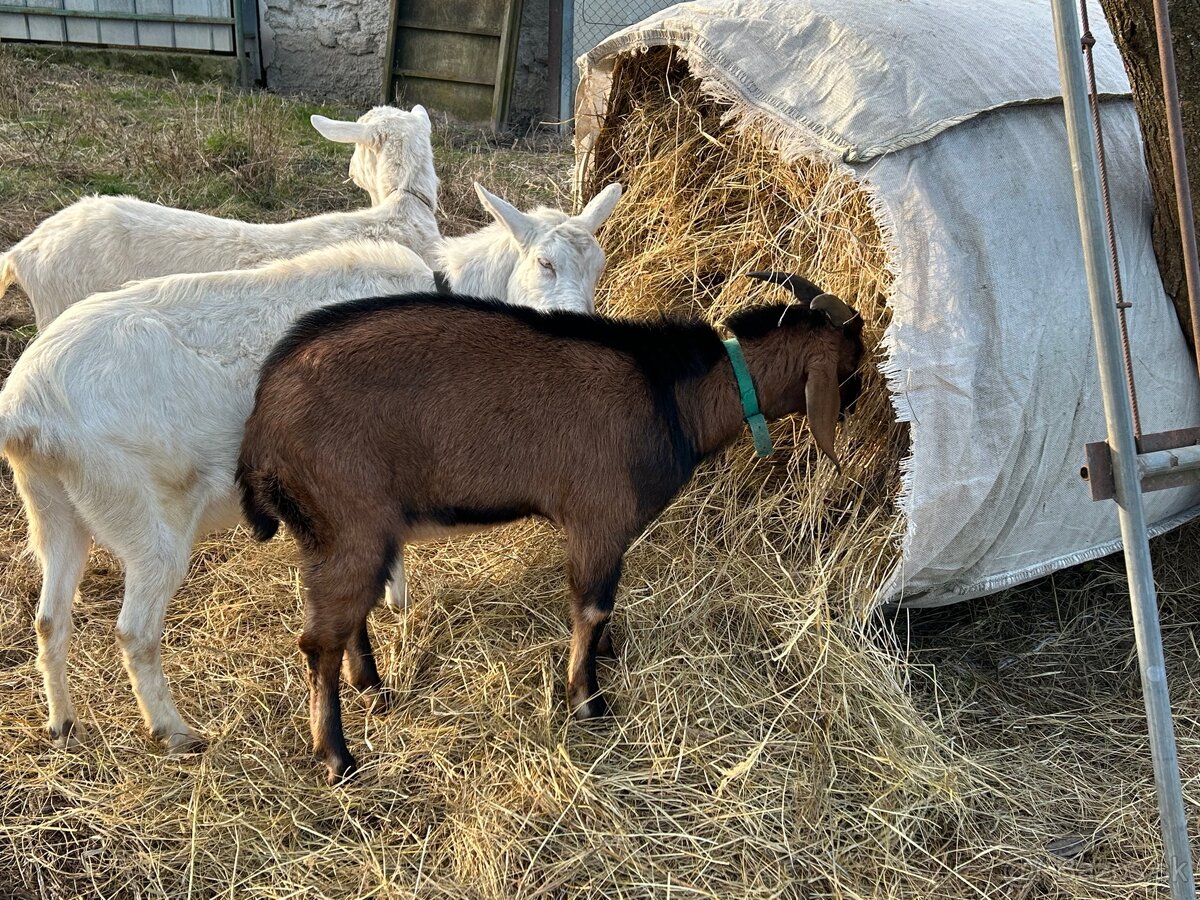 Krytie - anglonubijsky cap - 3