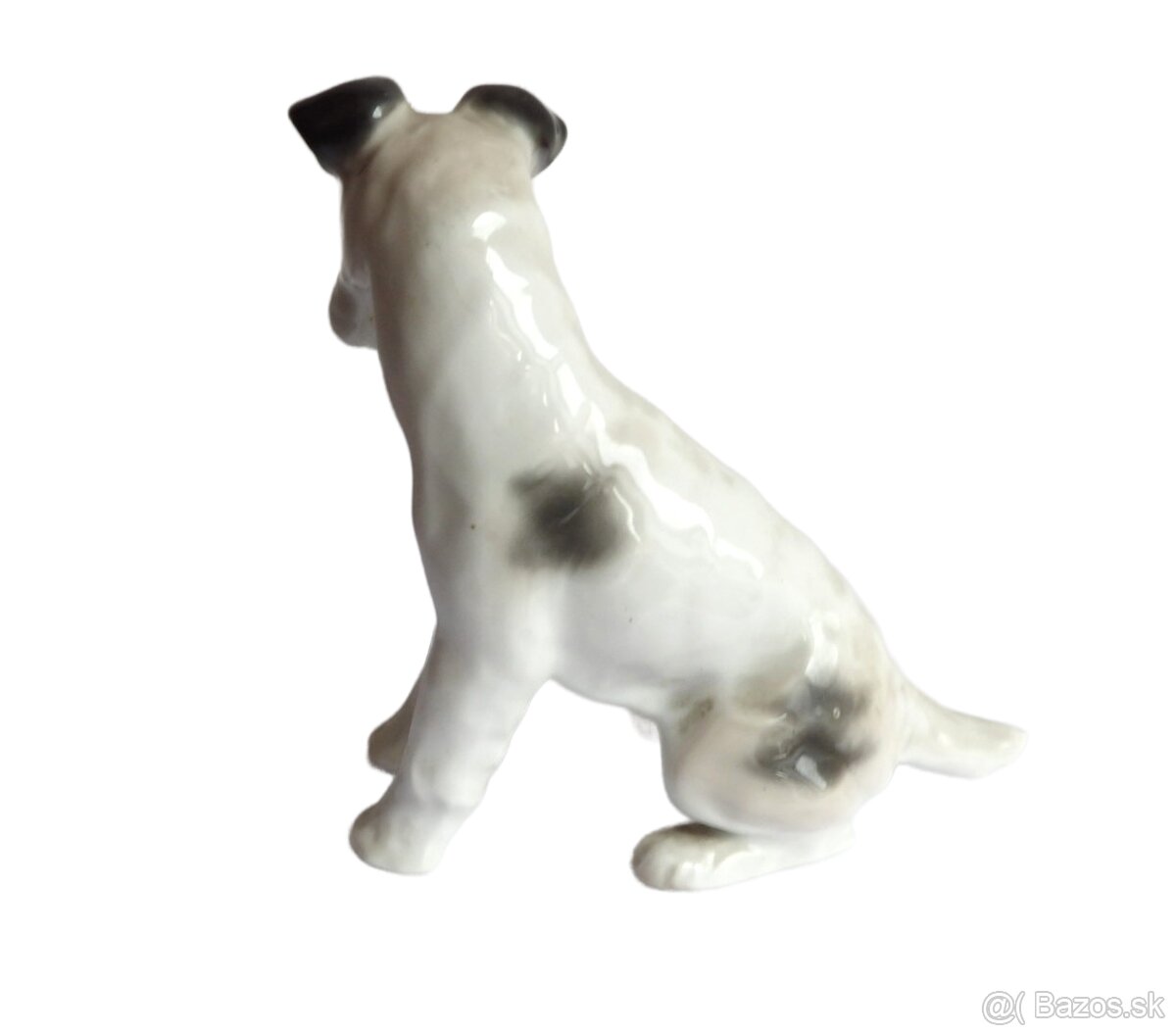 Foxteriér - Německo - Gotha - 3