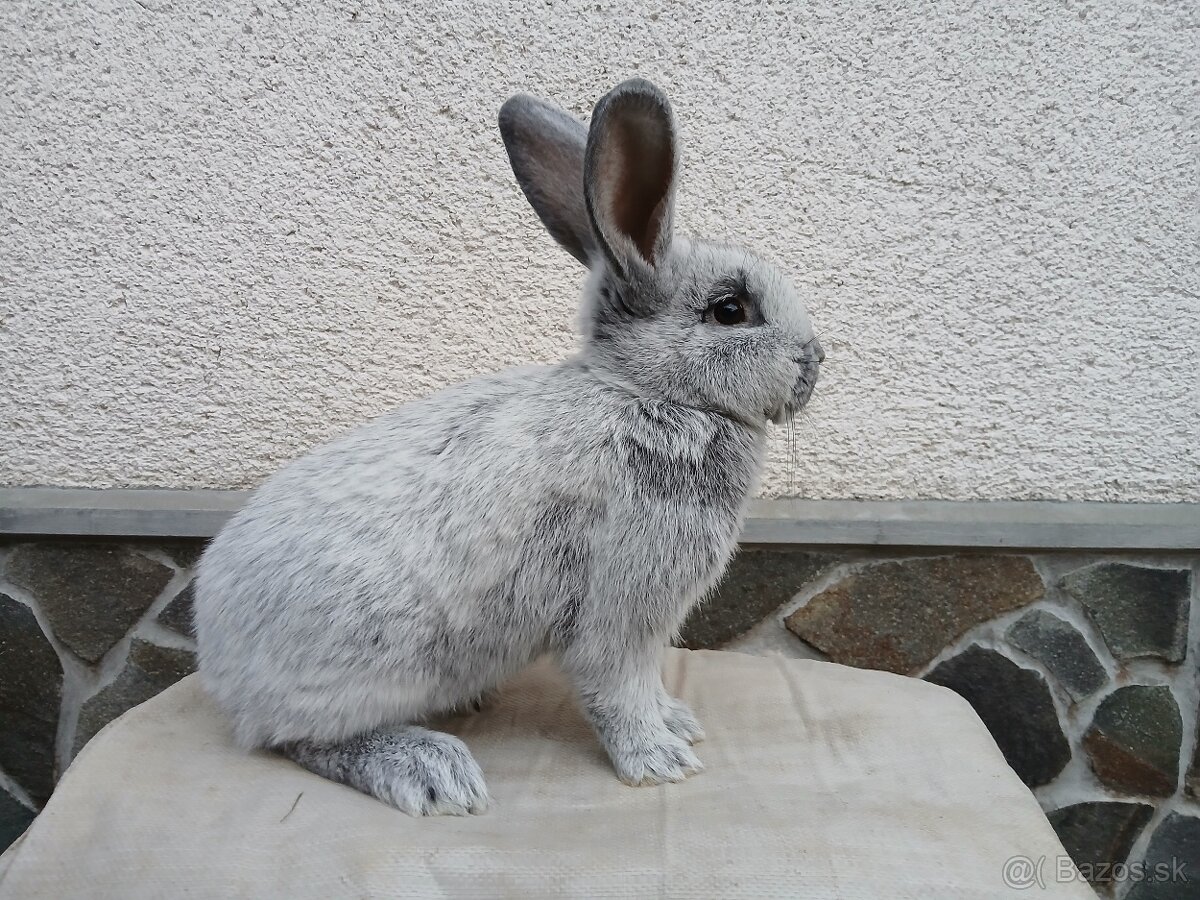 Veľký svetlý strieborný-samec - 3