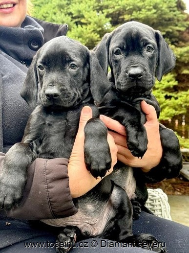 Tosa inu - TOP štěňátka vzácné černé barvy s PP - 3