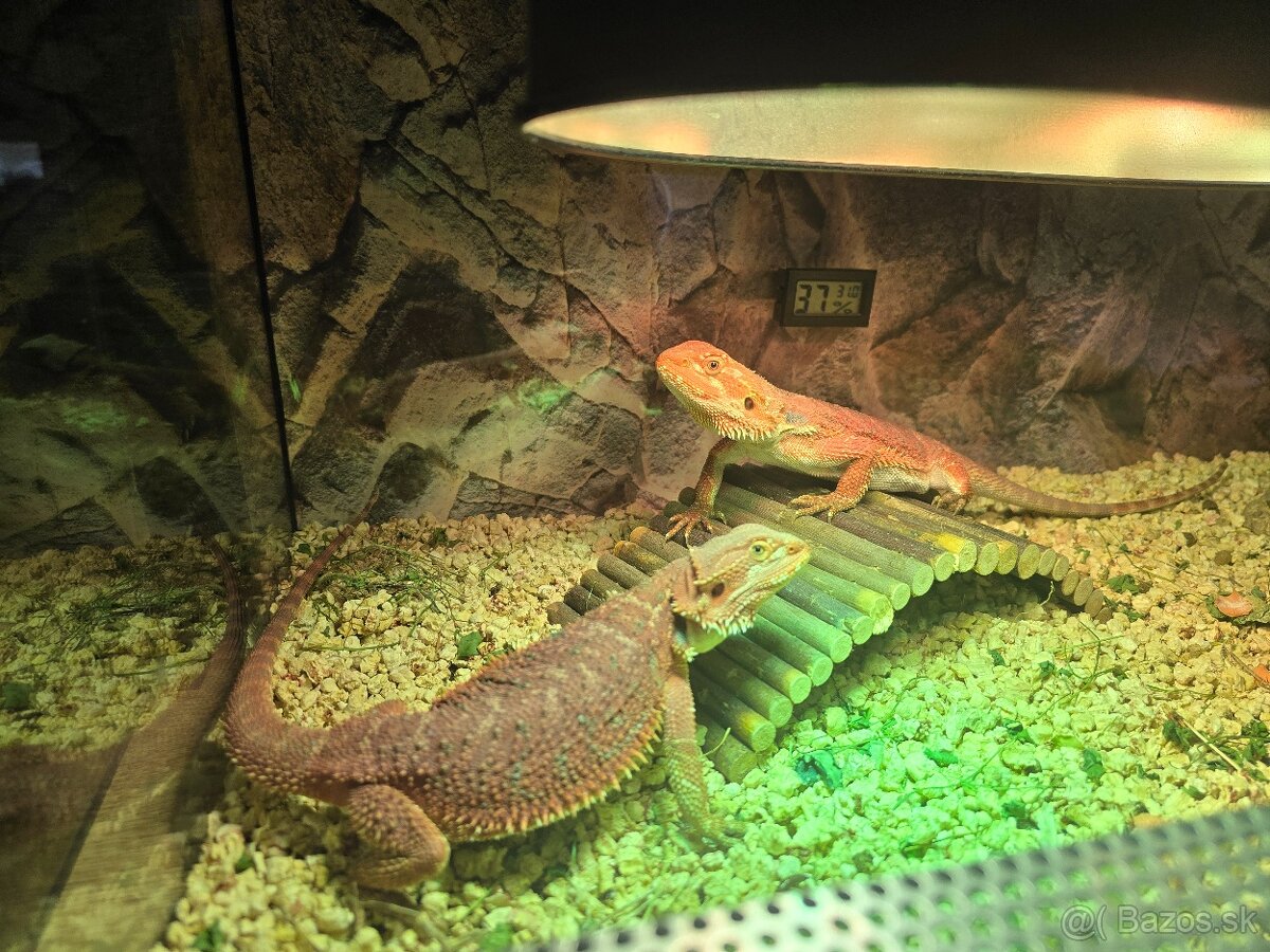 Agama bradata červená - 3