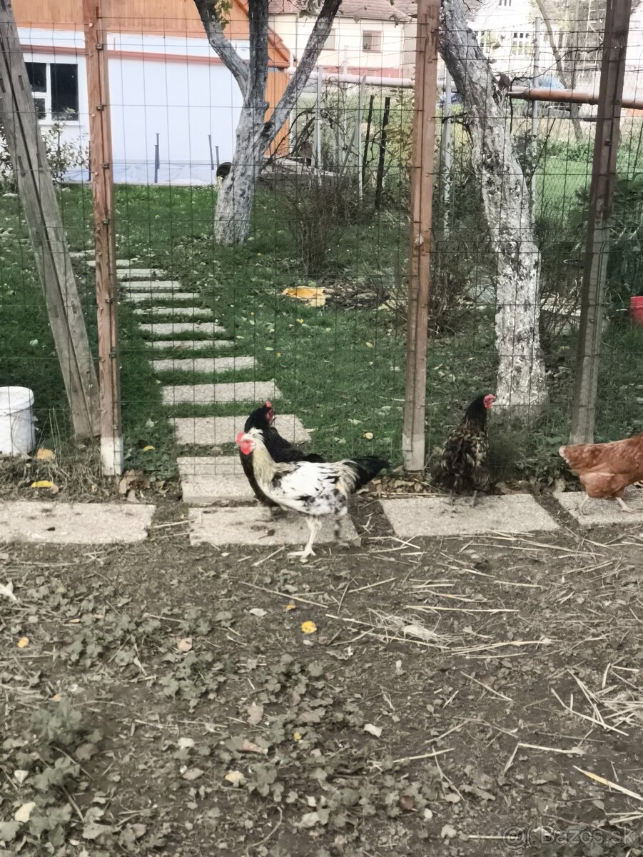 Predám dva kohüty - 3
