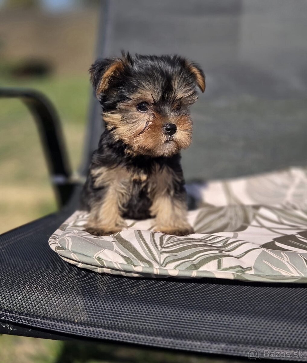 Yorkshirsky terier - 3