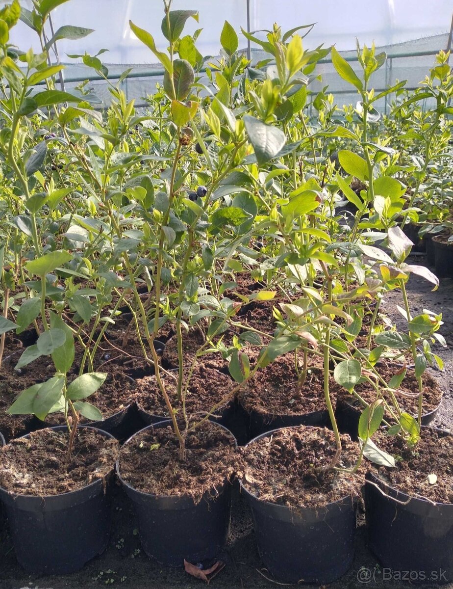 Čučoriedky sadenice - 3