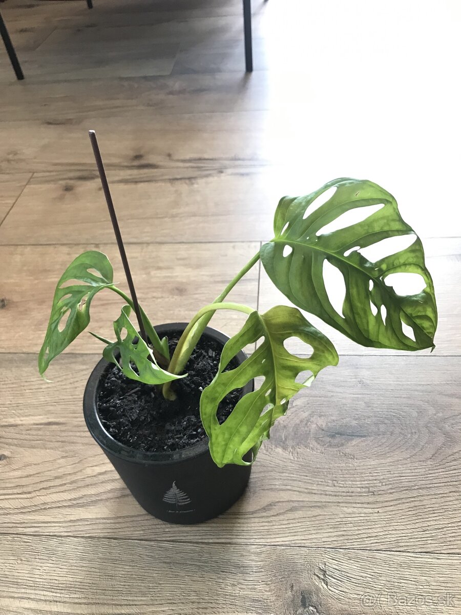 Monstera Adansonii v ciernom crepniku - 3