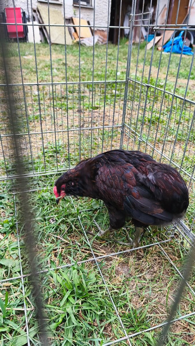Araucana - 3