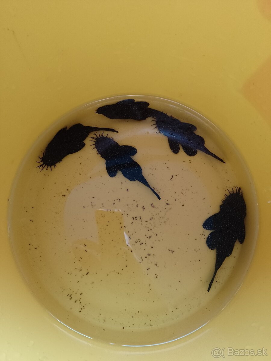 Ancistrus sp.L213. - 3