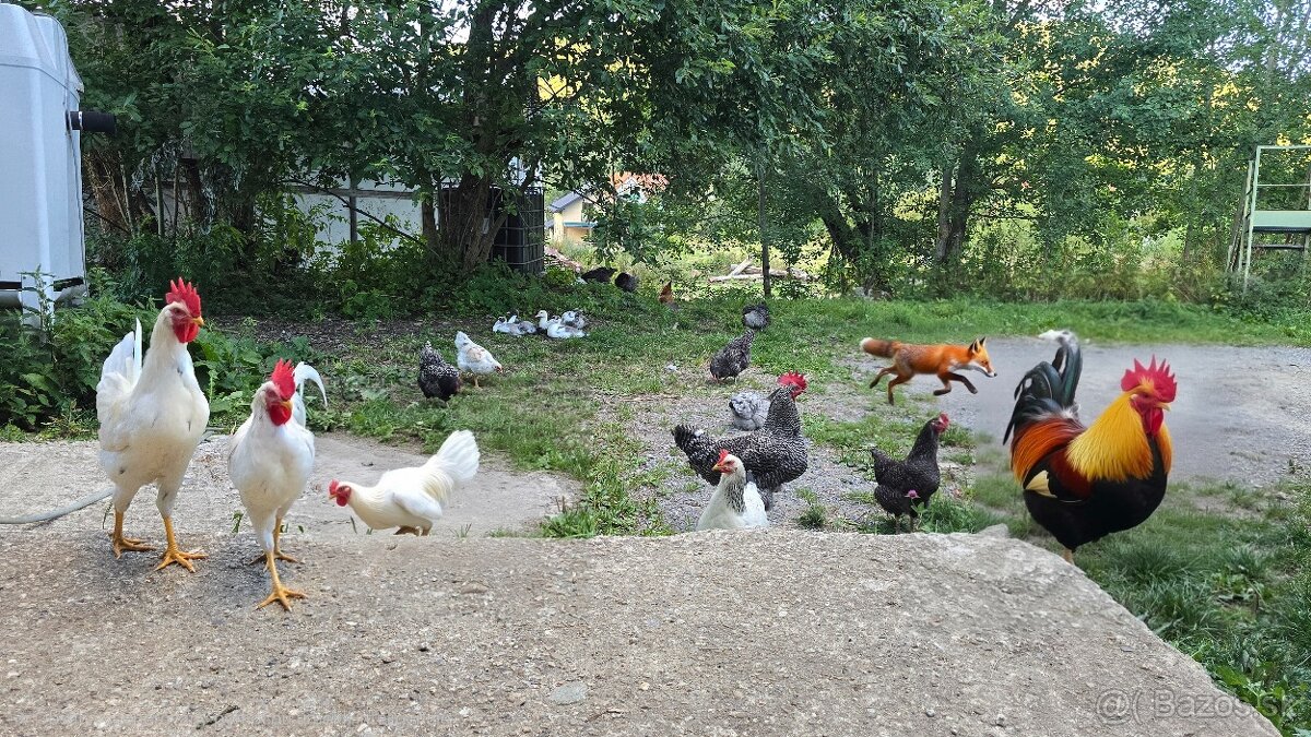 Kohút Leghorn - 3