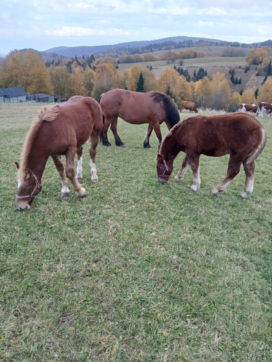 Predám žriebätá - 3