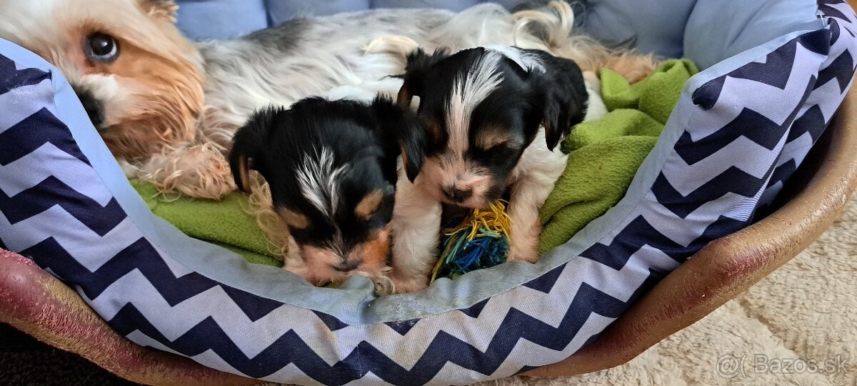 Yorkshire terier biewer - 3