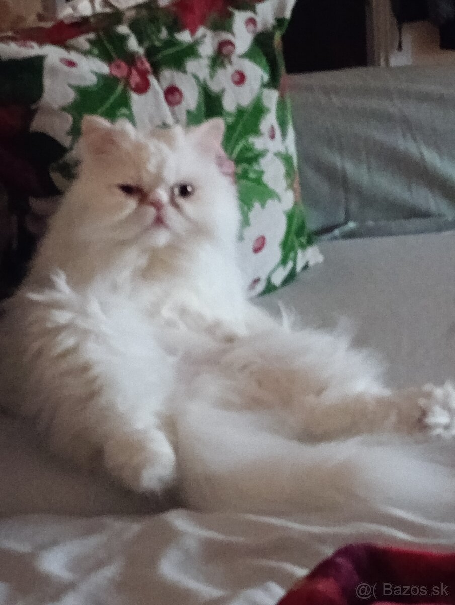 Darujem perského kocura - 3