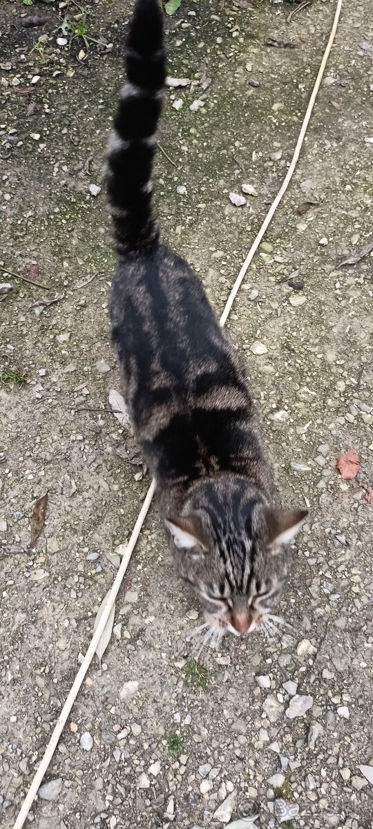 Darujem mačičku - 3