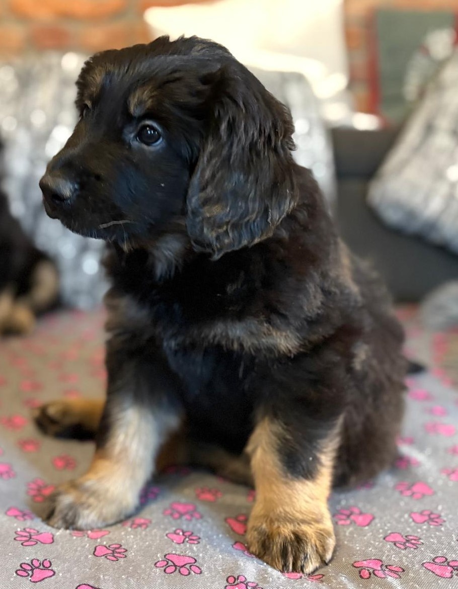 Nabídka hovawartích štěňat s PP - štěňata - 3