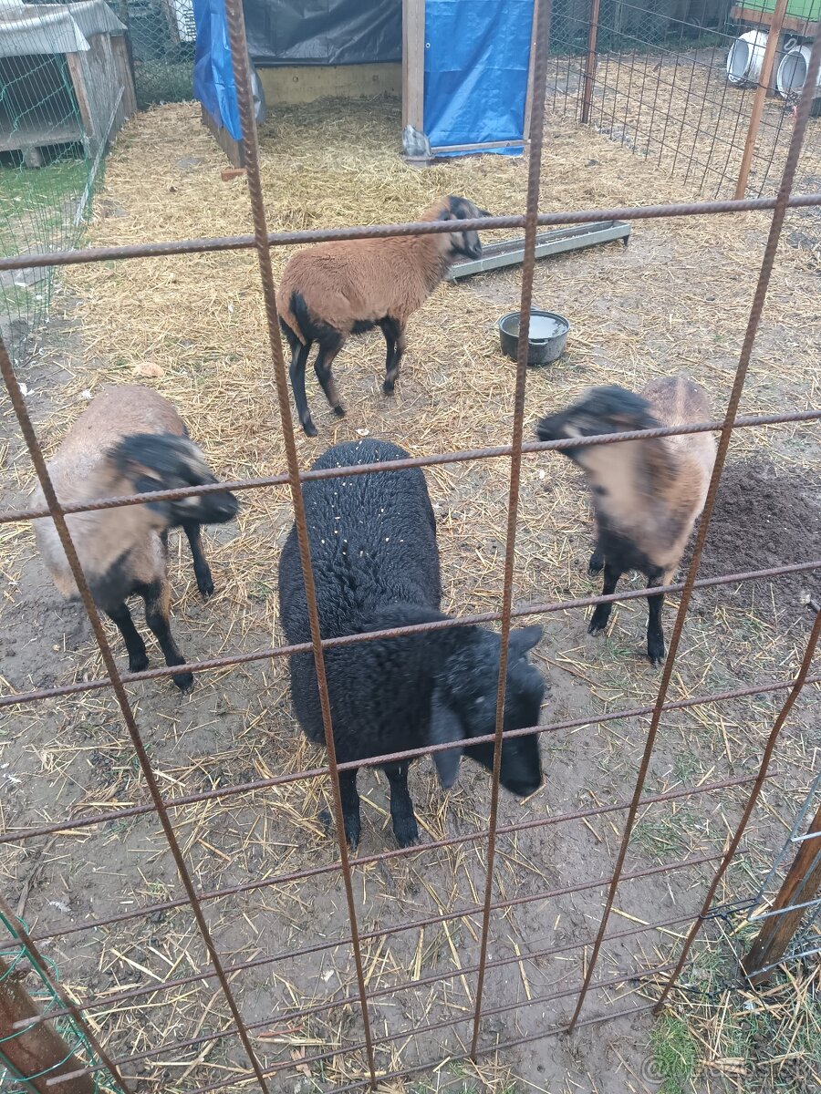 Kamerunský baran - 3