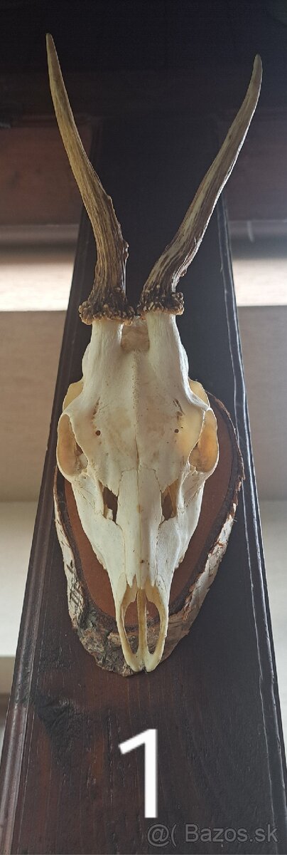 Polovnícké trofeje - 3